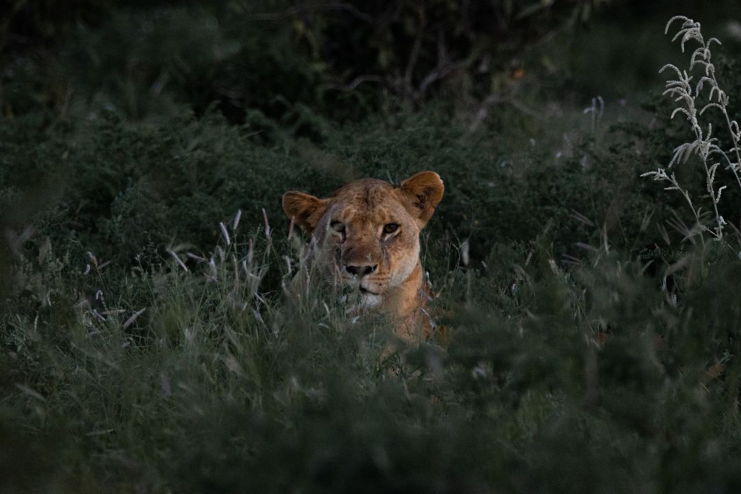 Serengeti wildlife