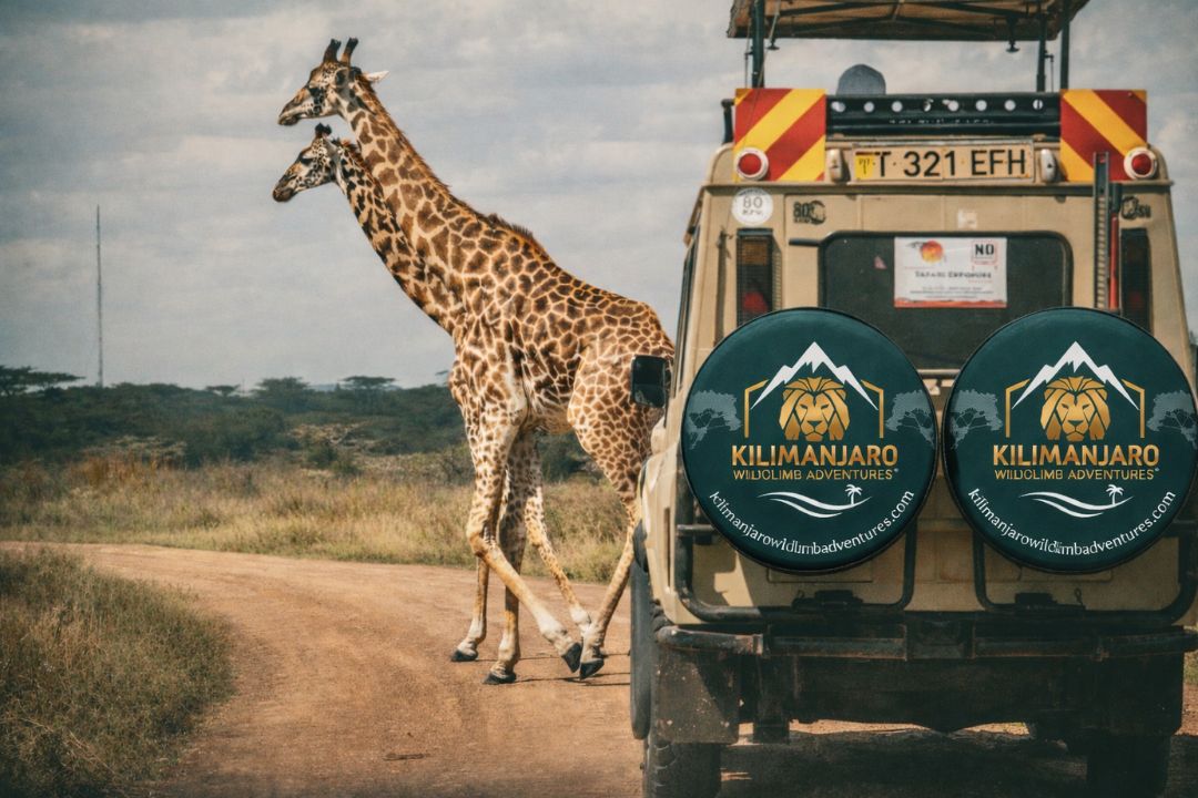 Tanzania Wildlife Safari