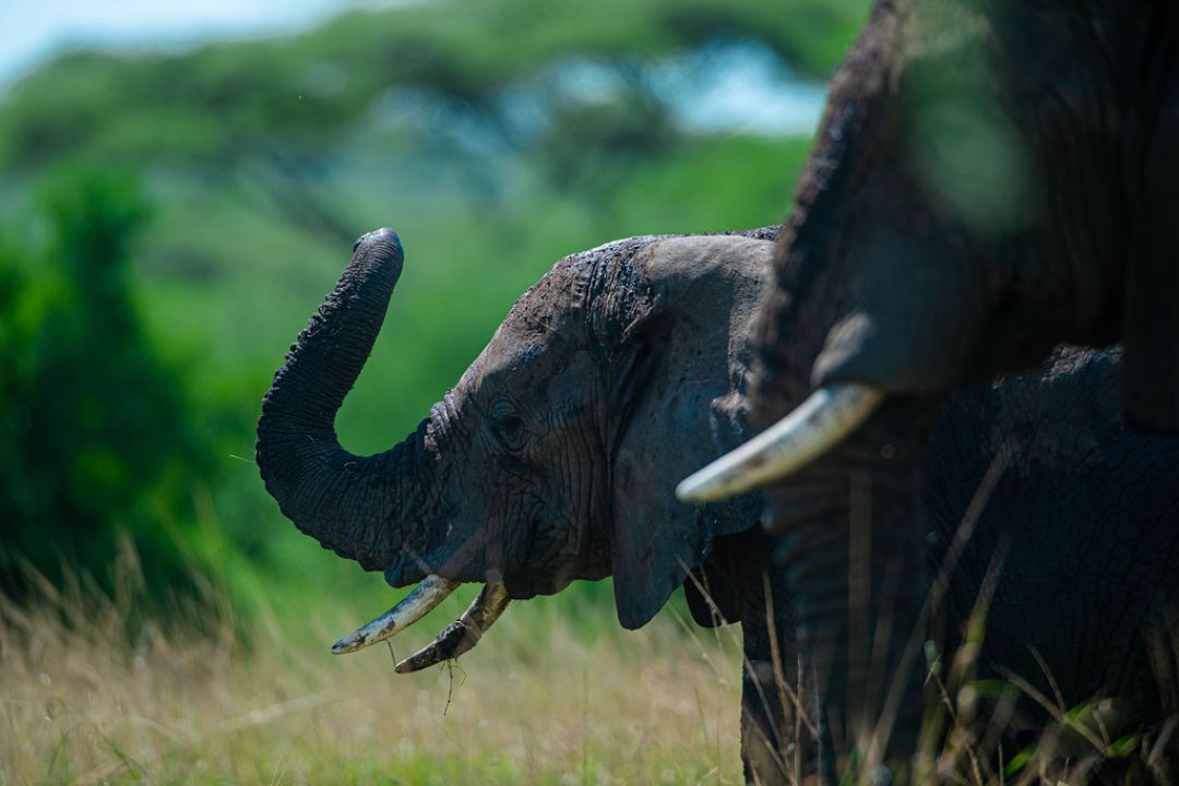Elephants in Tarangire